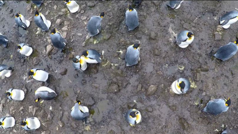 Flights of drones over sub-Antarctic seabirds show species- and status-specific behavioural and physiological responses