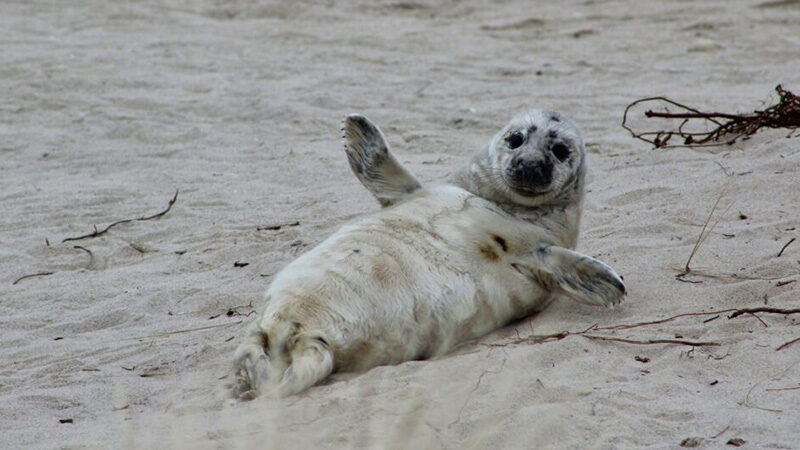 Grey Seal Survey