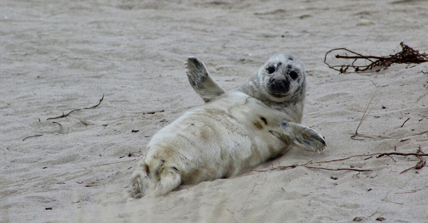 Grey Seal Survey